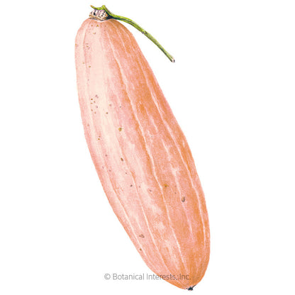 Pink Banana Winter Squash Seeds