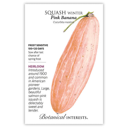 Pink Banana Winter Squash Seeds