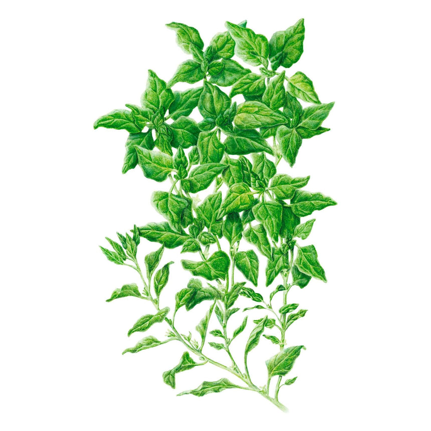 New Zealand Spinach Seeds