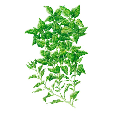 New Zealand Spinach Seeds