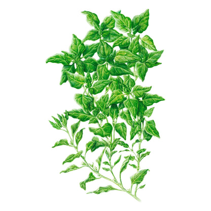 New Zealand Spinach Seeds
