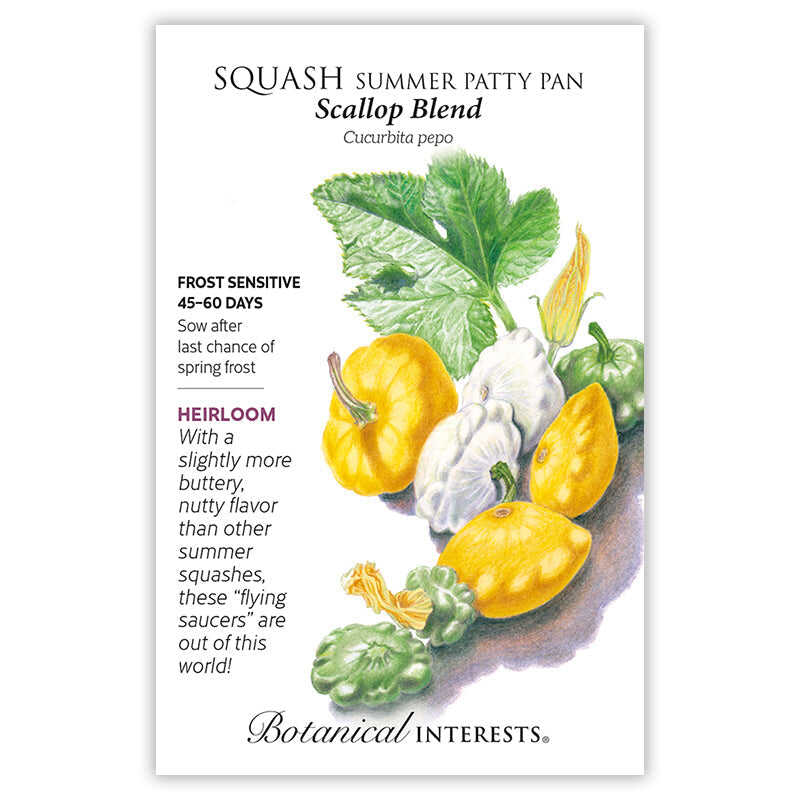 squash plant seeds Scallop Blend Summer (Patty Pan) Squash Seeds