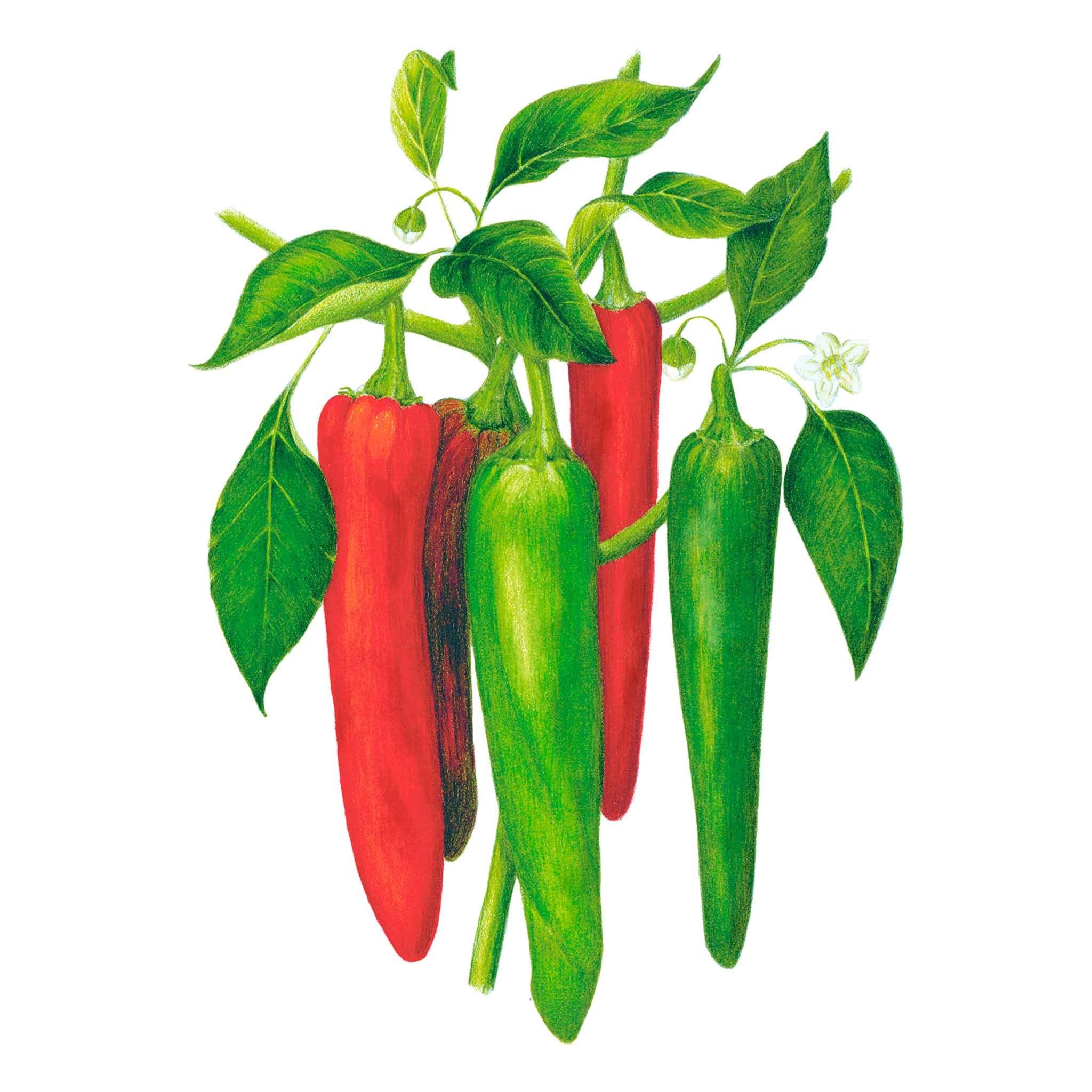 NuMex Joe E. Parker Chile Anaheim Pepper Seeds – Botanical Interests