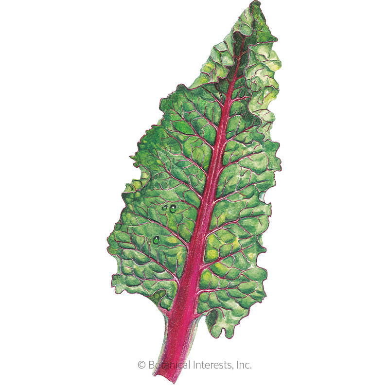 Ruby Red/Rhubarb Swiss Chard Seeds