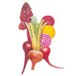 Gourmet Blend Beet Seeds