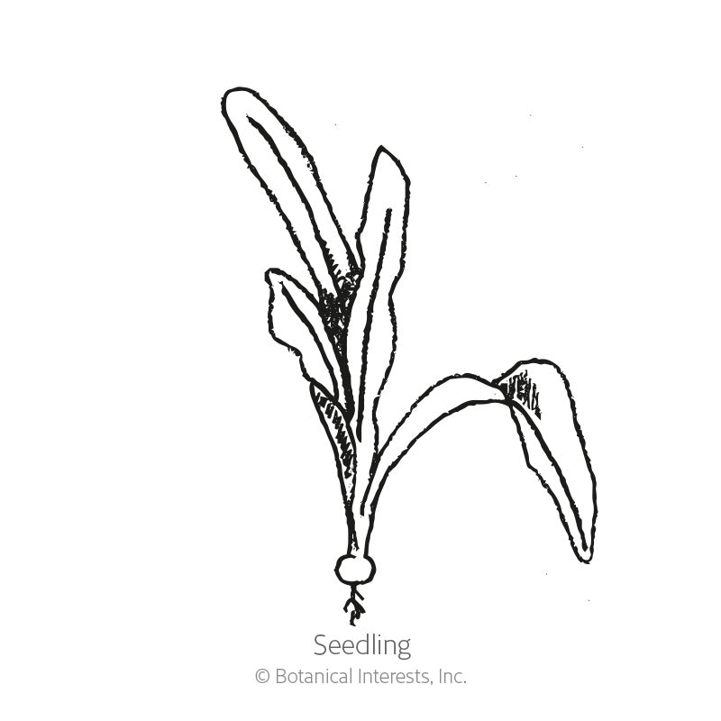 Gourmet Blend Beet Seeds