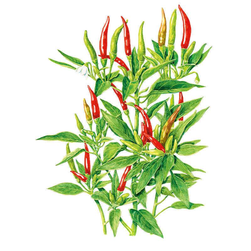 Thai Hot Chile Pepper Seeds
