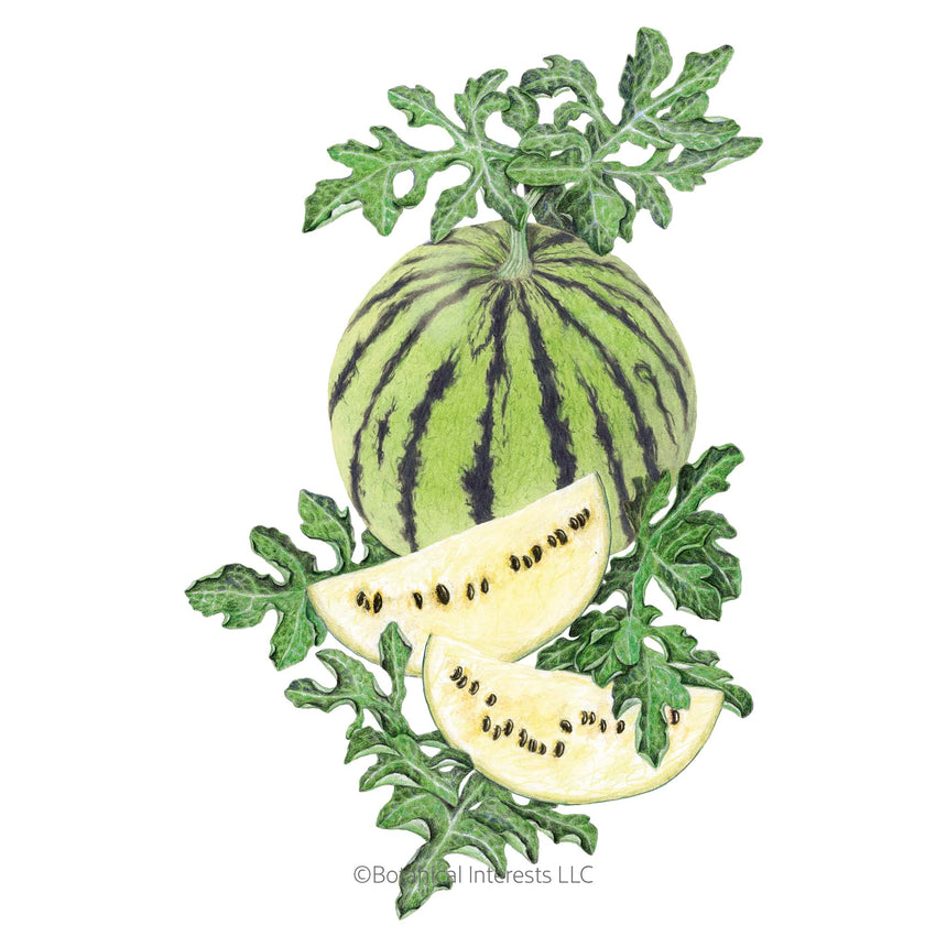 watermelon seed plant Cream of Saskatchewan Watermelon Seeds – Botanical Interests