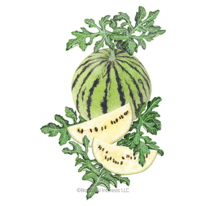 Cream of Saskatchewan Watermelon Seeds