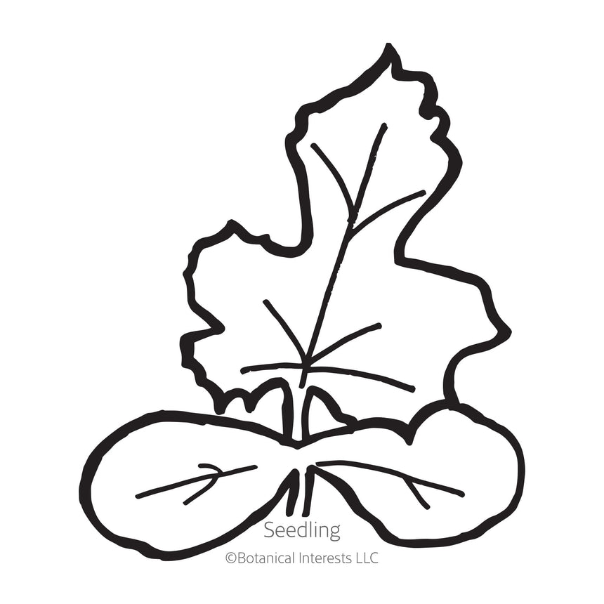 Cream of Saskatchewan Watermelon Seeds