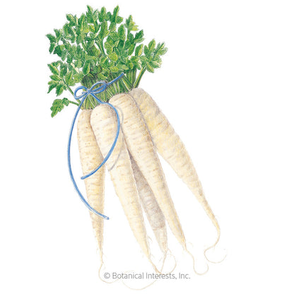 All American Parsnip Seeds