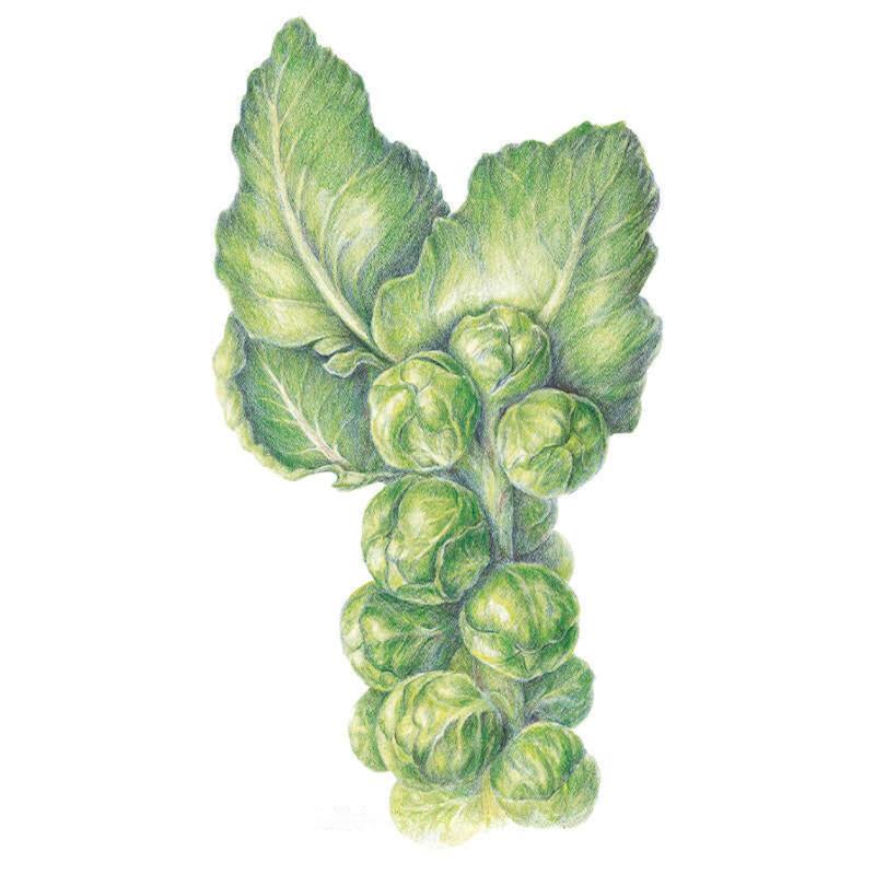 Long Island Improved Brussels Sprouts Seeds