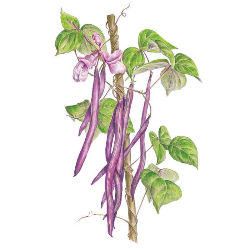 Trionfo Violetto Pole Bean Seeds