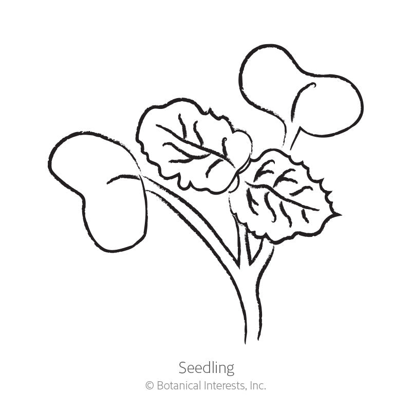 French Breakfast Radish Seeds