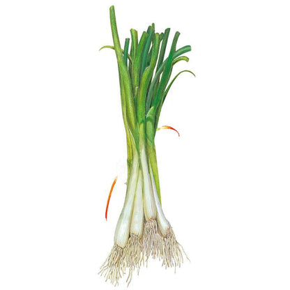 Tokyo Long White Bunching/Scallion Onion Seeds