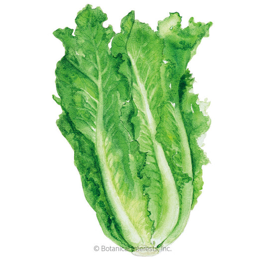 Vivian Romaine Lettuce Seeds