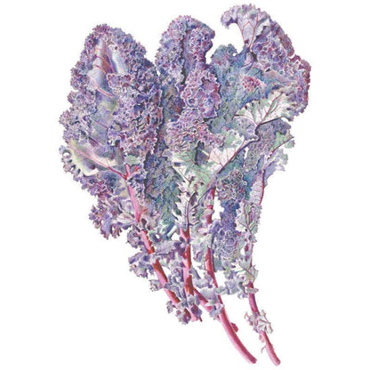 Flowering Kale Flowering Cabbage -Nagoya Red, 40 Seeds, Ornamental Kale Flowering Kale Flowering Cabbage -Nagoya Red, 40 Seeds, Ornamental Kale