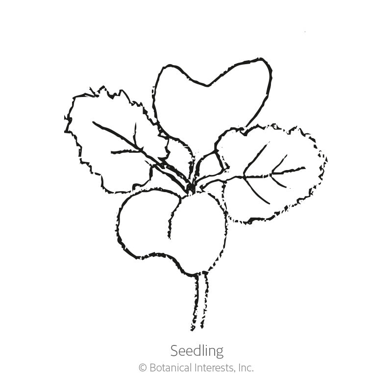 Redbor Kale Seeds