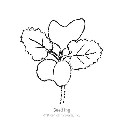 Redbor Kale Seeds