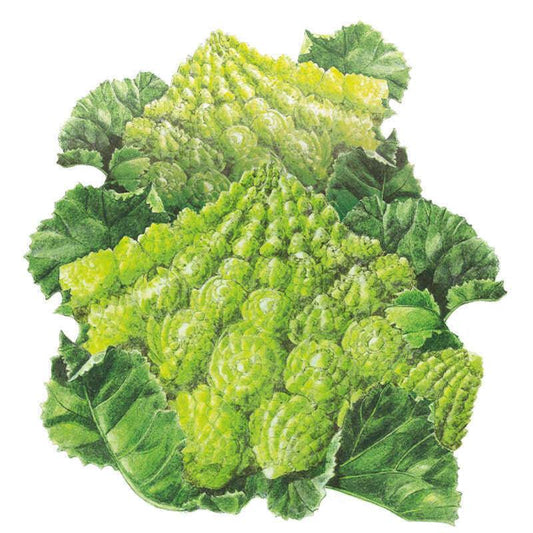 Romanesco Cauliflower Seeds