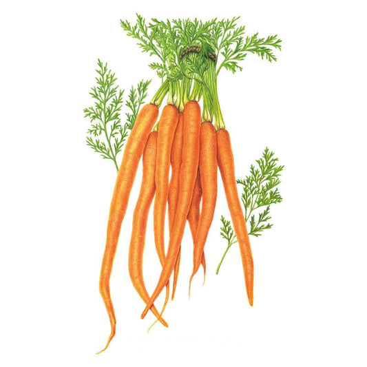Tendersweet Carrot Seeds