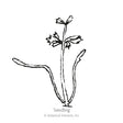 Tendersweet Carrot Seeds