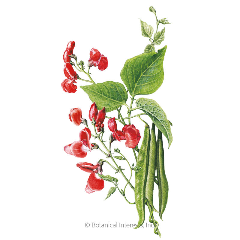 Scarlet Emperor Pole Runner Bean Seeds