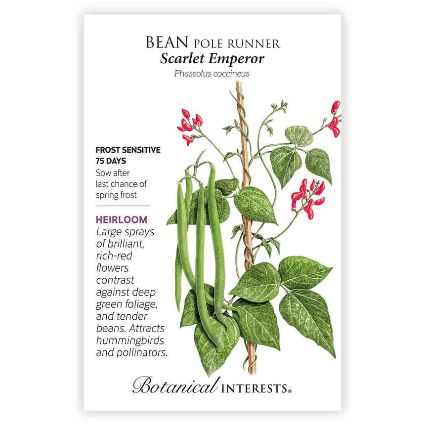plant runner bean seeds Scarlet Emperor Pole Runner Bean Seeds – Botanical Interests