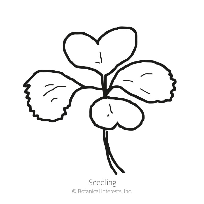 Toy Choy Bok Choy Seeds