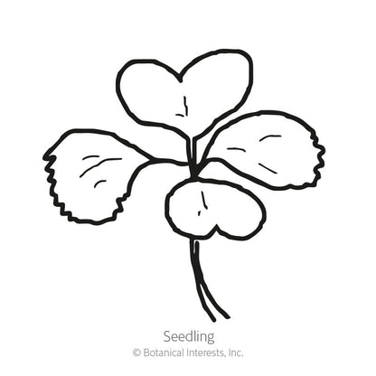 Toy Choy Bok Choy Seeds