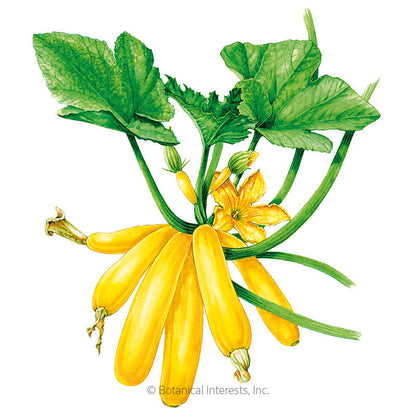 Max's Gold Summer Squash Seeds