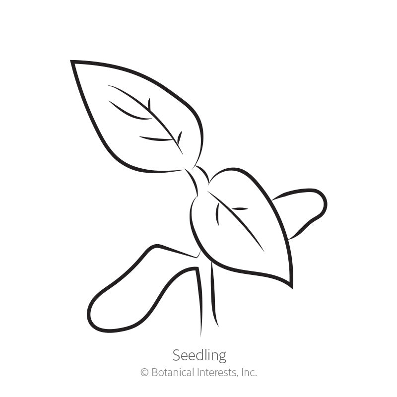 Glacier Bush Tomato Seeds