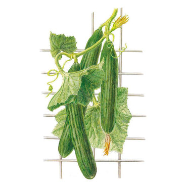 telegraph plant seeds Telegraph Improved Cucumber Seeds – Botanical Interests
