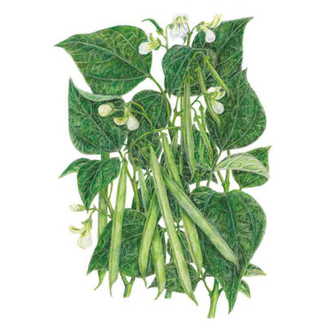 jade runner plant Jade Bush Bean Seeds – Botanical Interests