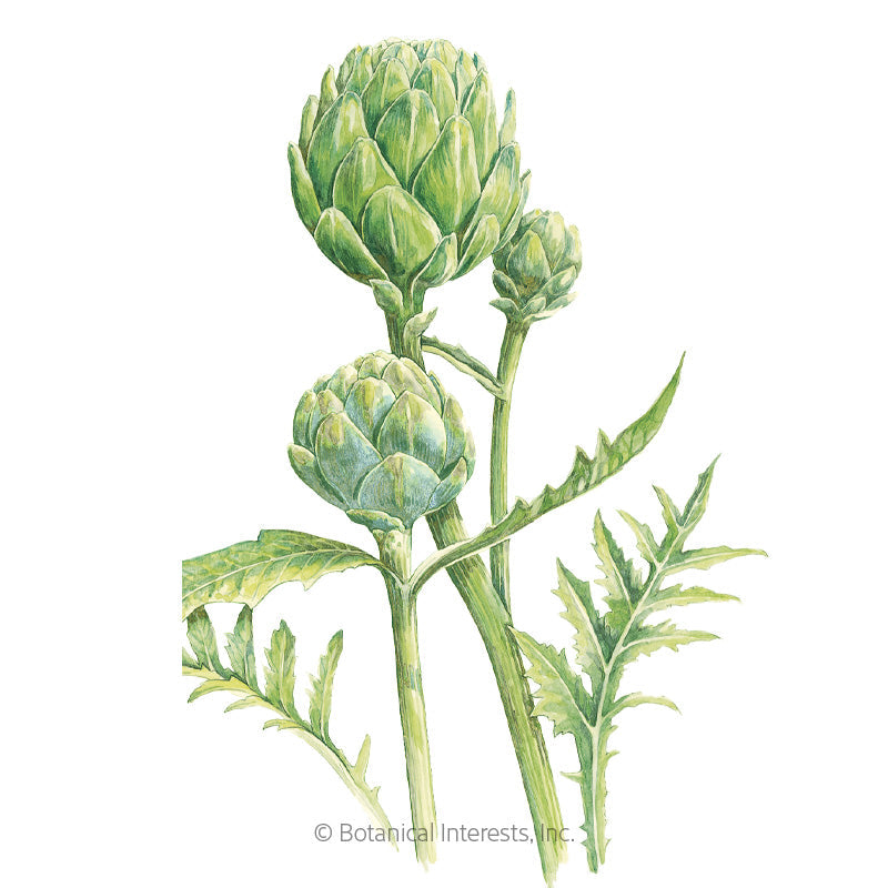 Green Globe Improved Artichoke Seeds