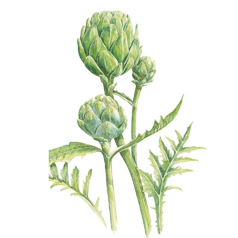 Green Globe Improved Artichoke Seeds