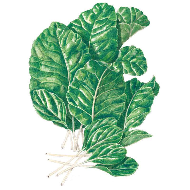 Tendergreen Mustard Spinach Seeds