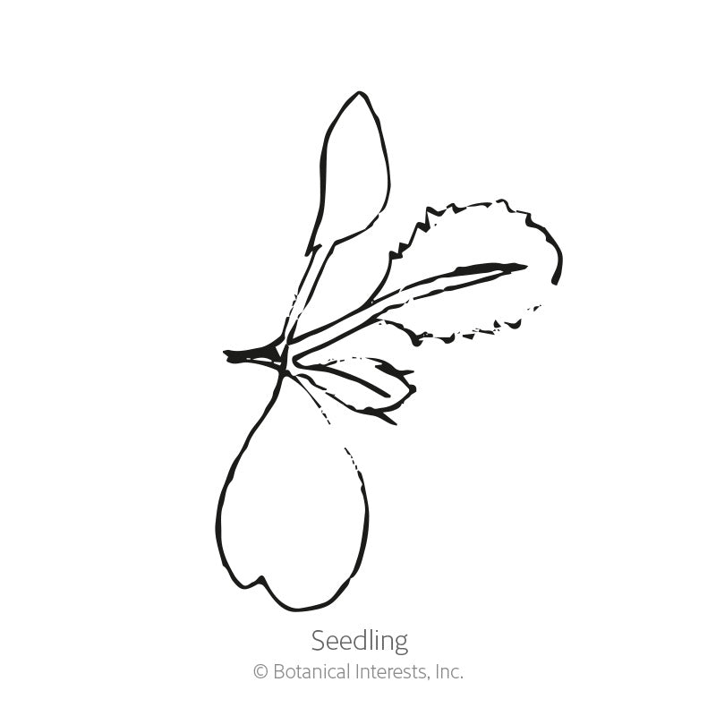 Tendergreen Mustard Spinach Seeds