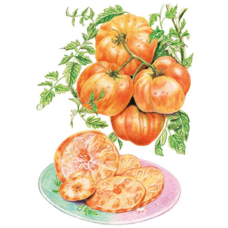 Pineapple Pole Tomato Seeds