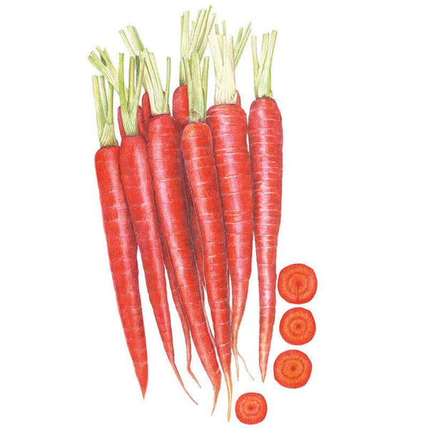 Atomic Red Carrot Seeds – Botanical Interests