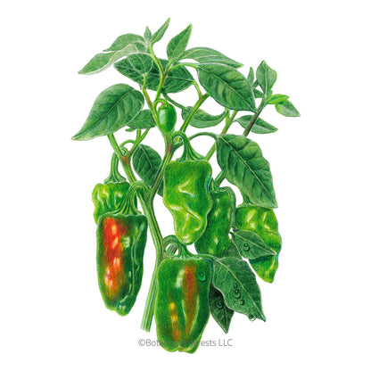 Padron Chile Pepper Seeds