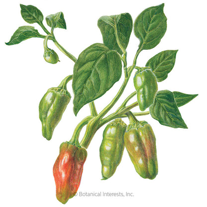 Padron Chile Pepper Seeds