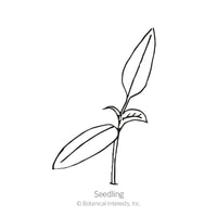 Padron Chile Pepper Seeds
