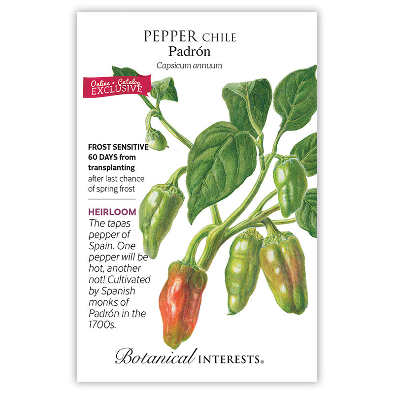 Padron Chile Pepper Seeds
