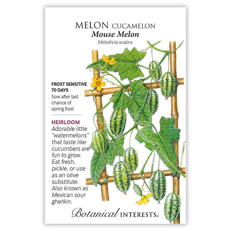 planting cucamelon seeds Mouse Melon Cucamelon Melon Seeds