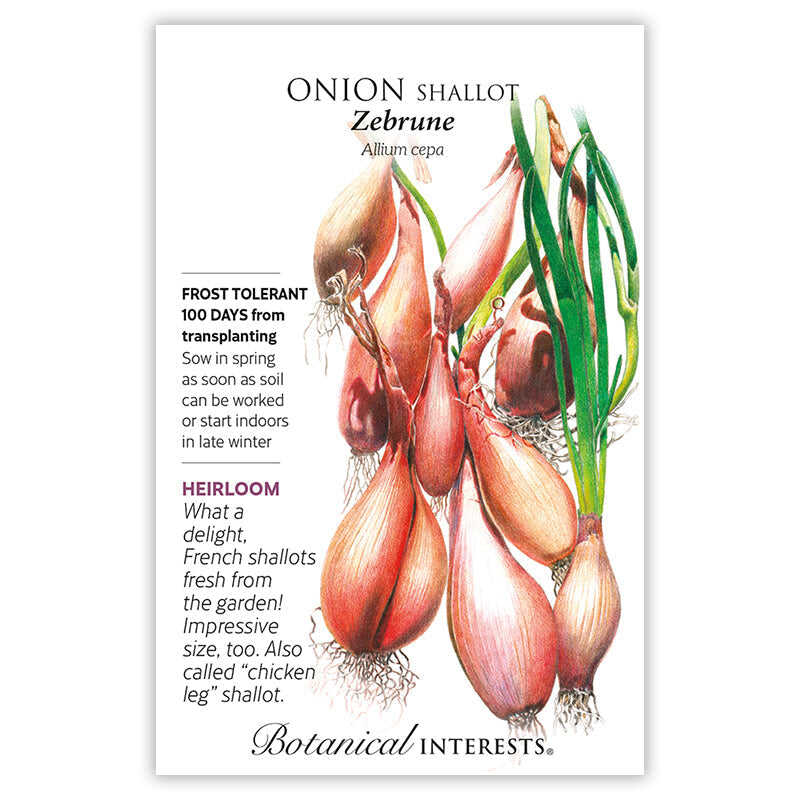 plant shallot seeds Zebrune Shallot Onion Seeds