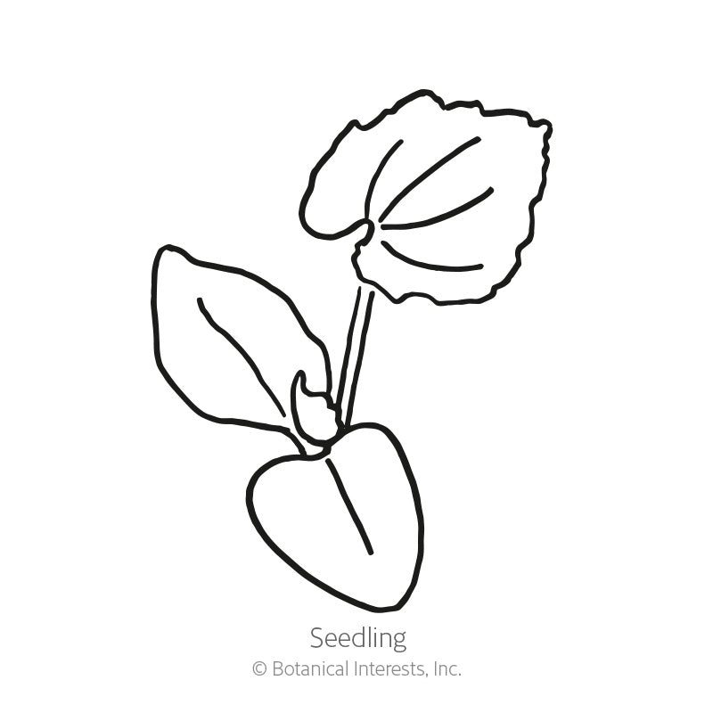 Atlantic Giant Pumpkin Seeds