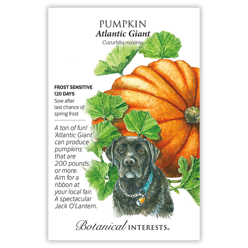giant pumpkin seeds for planting Atlantic Giant Pumpkin Seeds