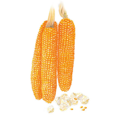 popcorn plant seeds Robust Pop R400MR Popcorn Corn Seeds – Botanical Interests