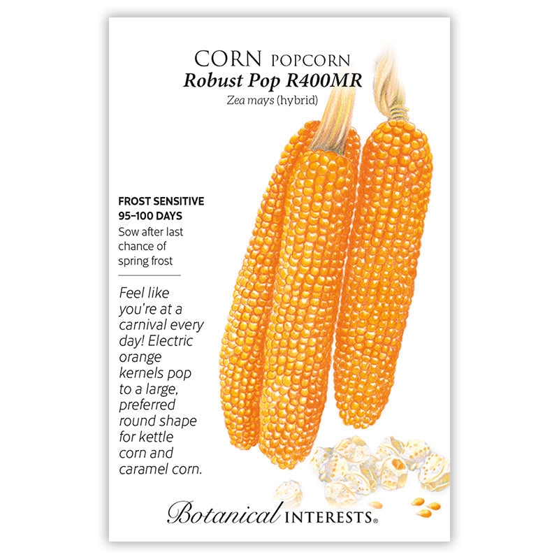 popcorn plant seeds Robust Pop R400MR Popcorn Corn Seeds
